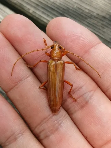Atylostagma politum formerly glabra