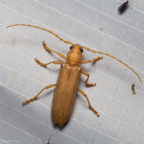 Atylostagma politum formerly glabra - photo 2