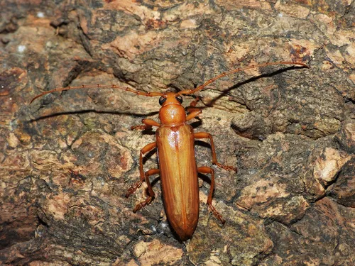 Atylostagma politum formerly glabra - photo 3