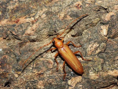 Atylostagma politum formerly glabra - photo 4