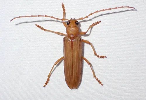 Atylostagma politum formerly glabra - photo 5