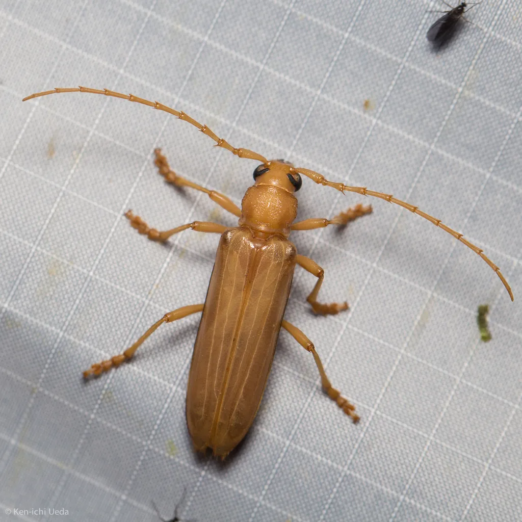 Atylostagma politum formerly glabra - photo 6