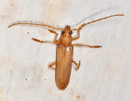 Atylostagma politum formerly glabra - photo 7