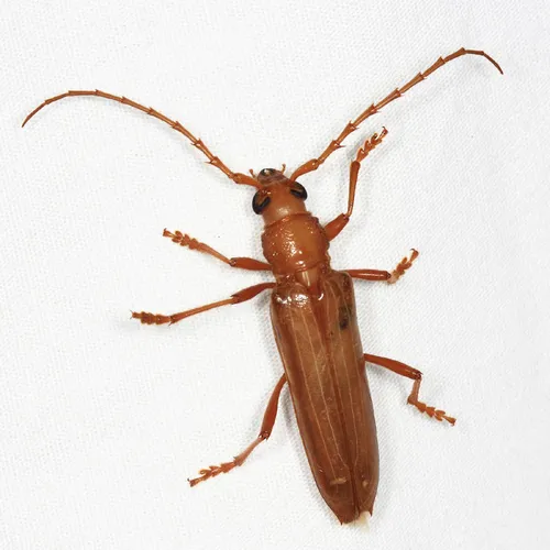 Atylostagma politum formerly glabra - photo 8