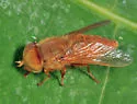 Atylotus bicolor