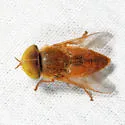 Atylotus bicolor - photo 3
