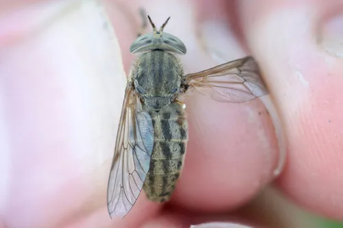 Atylotus calcar