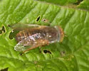 Atylotus hyalicosta