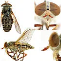 Atylotus insuetus