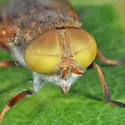 Atylotus palus - photo 2