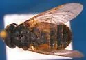 Atylotus tingaureus
