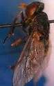 Atylotus tingaureus - photo 2
