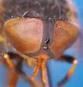 Atylotus tingaureus - photo 3