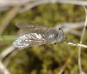 Atylotus tingaureus - photo 5