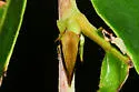 Atymna castaneae