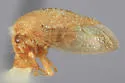 Atymna reticulata