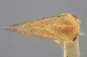Atymna reticulata - photo 2