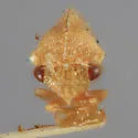 Atymna reticulata - photo 3