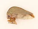 Atymna simplex