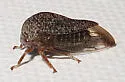 Atymna simplex - photo 2
