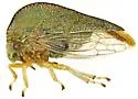 Atymna simplex - photo 3