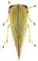 Atymna simplex - photo 4