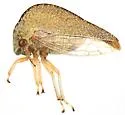 Atymna simplex - photo 5