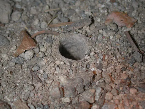 Atypoides gertschi