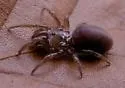 Atypus karschi