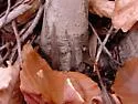 Atypus karschi - photo 2