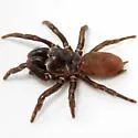 Atypus karschi - photo 4