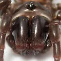 Atypus karschi - photo 5