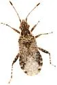 Aufeius impressicollis