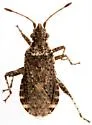 Aufeius impressicollis - photo 2