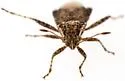 Aufeius impressicollis - photo 3