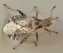 Aufeius impressicollis - photo 4