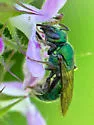 Augochlora aurifera - Augochlora aurifera