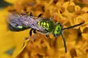 Augochlora aurifera - photo 2