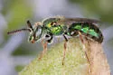 Augochlora aurifera - photo 3