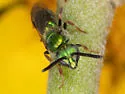 Augochlora aurifera - photo 4