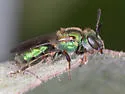Augochlora aurifera - photo 5