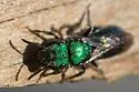 Aztec Sweat Bee