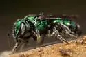 Aztec Sweat Bee - photo 2