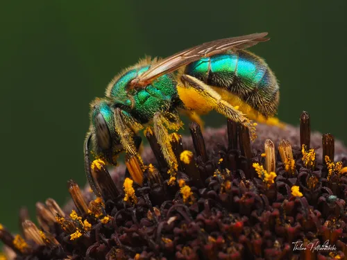 Golden Green Sweat Bee - photo 2