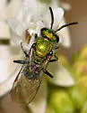 Augochlorella neglectula - photo 2