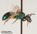 Augochlorella neglectula - photo 4