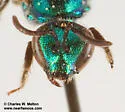 Augochlorella neglectula - photo 5
