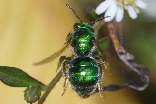 Augochloropsis anonyma