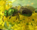 Augochloropsis metallica
