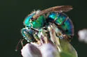 Augochloropsis metallica - photo 2
